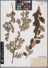 Foto von Salix aurita L. x Salix lapponum L.